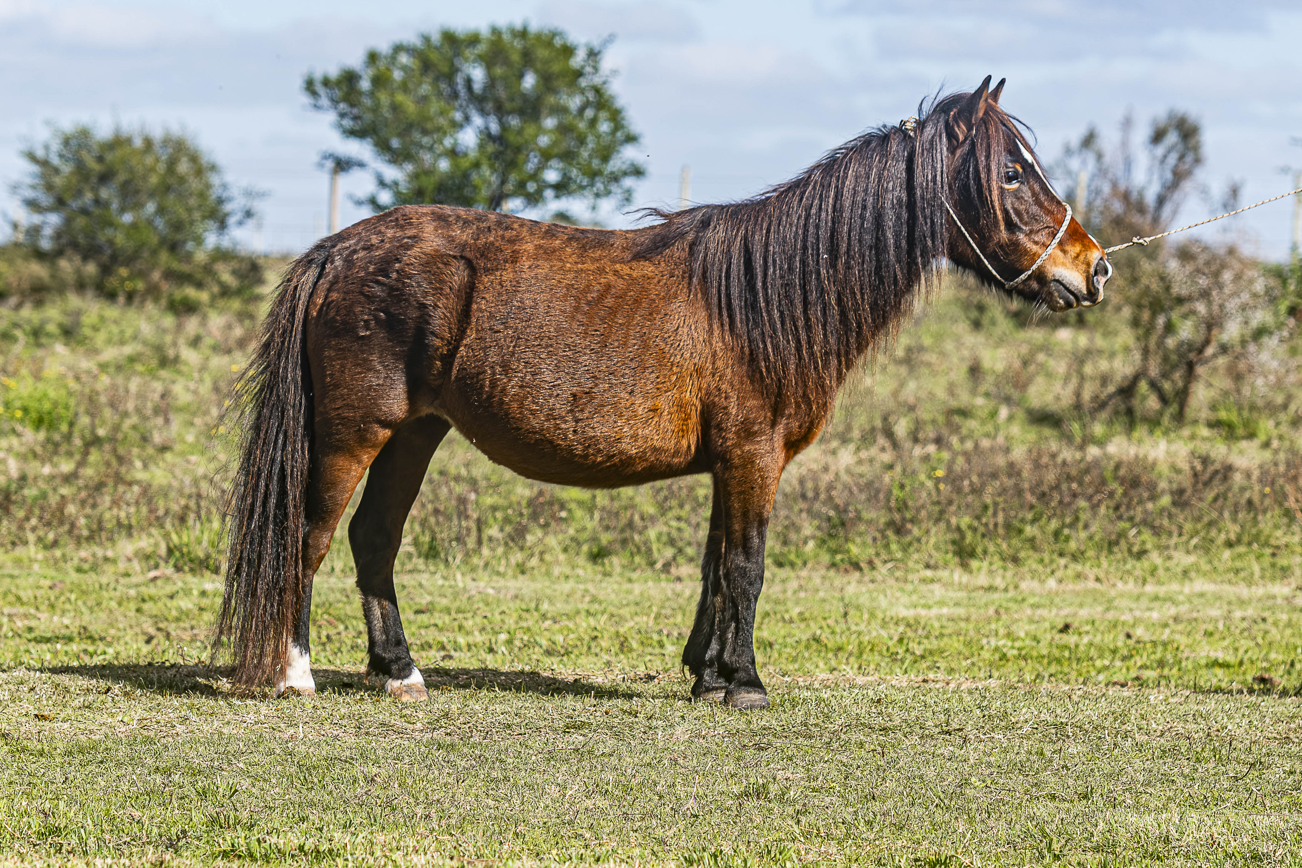 Yegua Madre Canela - Cabaña SHR Poni Shetland Uruguay
